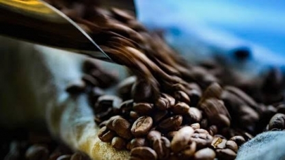 Café robusta atinge patamar mais alto em 12 anos
