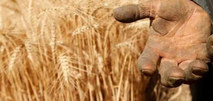 Trigo: Análise Conjuntural Agromensal Março/2023 Cepea/Esalq USP