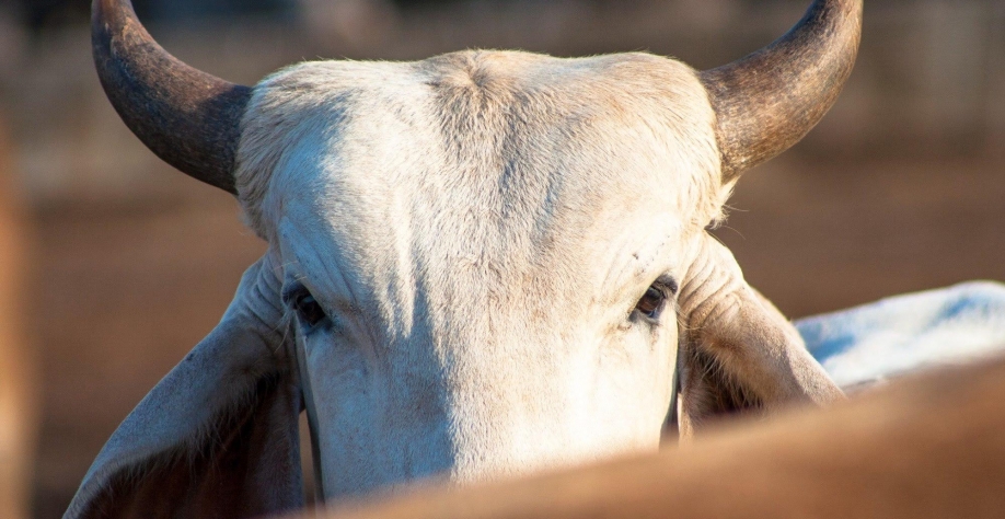 Boi: Análise Conjuntural Agromensal Março/2023 Cepea/Esalq USP