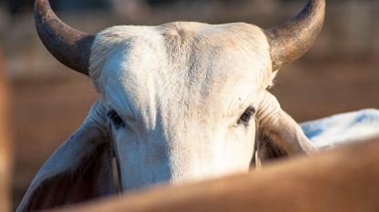 Boi: Análise Conjuntural Agromensal Março/2023 Cepea/Esalq USP