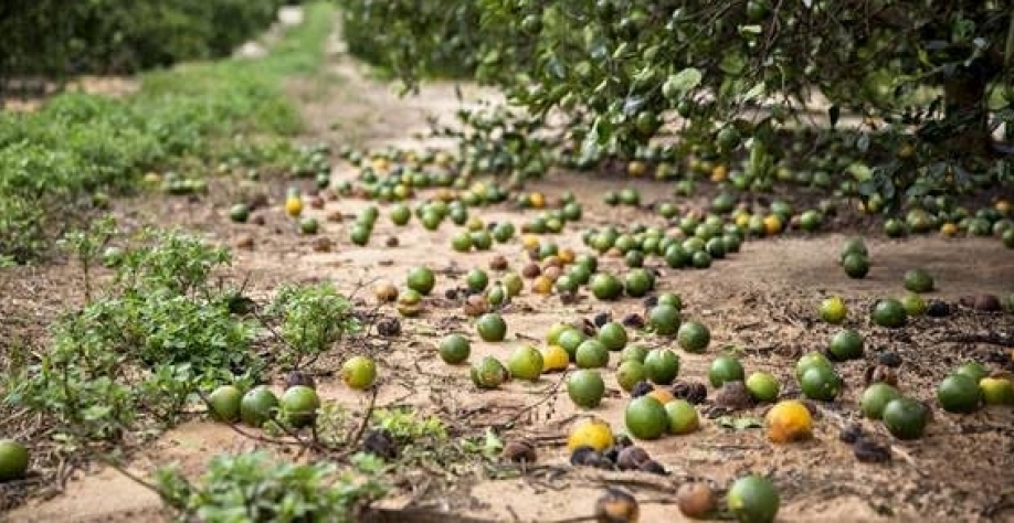 EUA: Foto de plantação em fazenda da costa oeste. Foto Getty Images