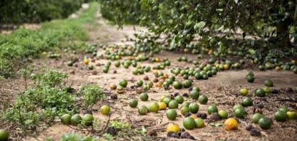 EUA colhem a menor safra de laranja em 86 anos; preços de suco disparam