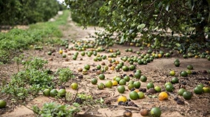 EUA colhem a menor safra de laranja em 86 anos; preços de suco disparam
