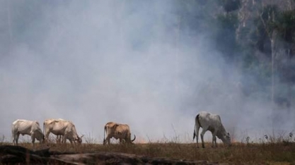 ONG aponta desmatamento em 68 fazendas com indícios de ligação com a JBS