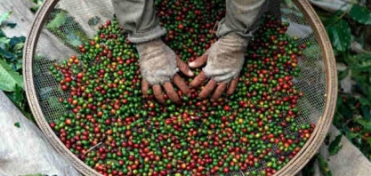 Café: Análise Conjuntural Agromensal Março/2023 Cepea/Esalq USP