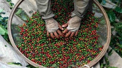 Café: Análise Conjuntural Agromensal Março/2023 Cepea/Esalq USP