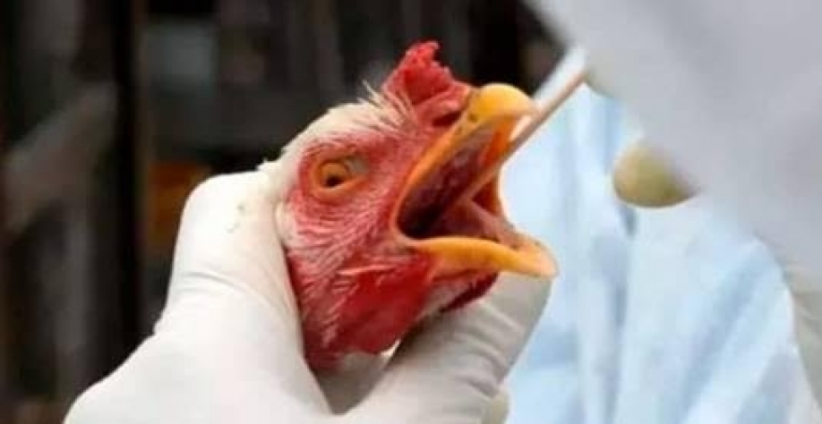 Gripe aviária: MAPA instala Centro de Operações de Emergência