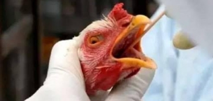 Gripe aviária: MAPA instala Centro de Operações de Emergência