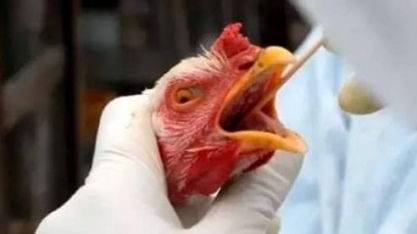 Gripe aviária: MAPA instala Centro de Operações de Emergência