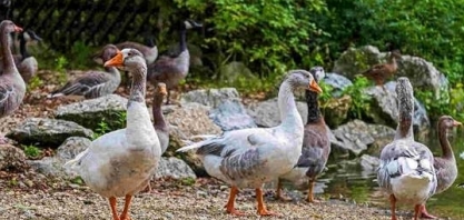 França reforça medidas contra gripe aviária após novos surtos da doença