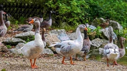 França reforça medidas contra gripe aviária após novos surtos da doença