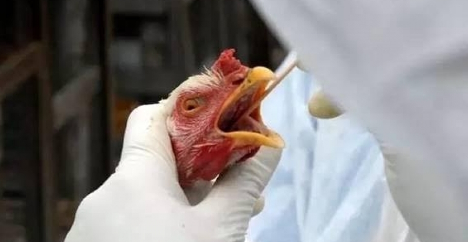 Ministério decreta emergência após casos de gripe aviária no país
