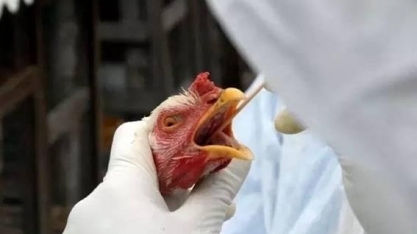 Ministério decreta emergência após casos de gripe aviária no país