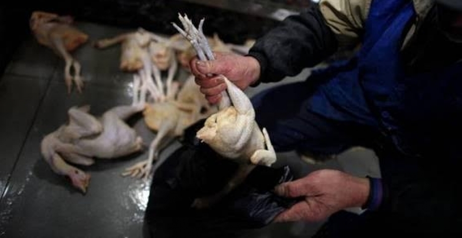Autoridades chinesas abatem mais de 20.000 aves em um mercado de aves em Xangai em combate contra a gripe aviária em 2013 - Carlos Barria-Reuters