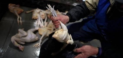 Gripe aviária na produção comercial afetaria do produtor à inflação