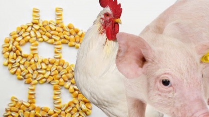 Aves e suínos: Empresas brasileiras fecham US$ 484 mi em negócios na China
