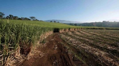 Produtividade da cana do Centro-Sul salta quase 20% em abril, diz CTC