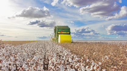 Algodão: Análise Conjuntural Agromensal Abril/2023 Cepea/Esalq/USP