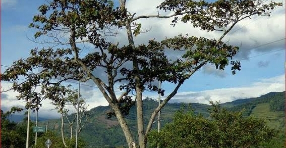 Embrapa estuda árvore amazônica para substituir mercúrio em garimpo