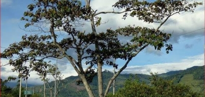 Embrapa estuda árvore amazônica para substituir mercúrio em garimpo