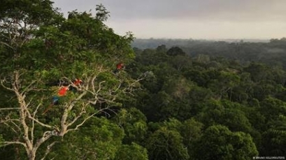 Amazônia em pé vale sete vezes mais que exploração ilimitada