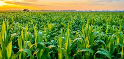 Safras eleva previsão de colheita de milho do Brasil a 137 mi de t