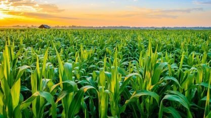 Safras eleva previsão de colheita de milho do Brasil a 137 mi de t