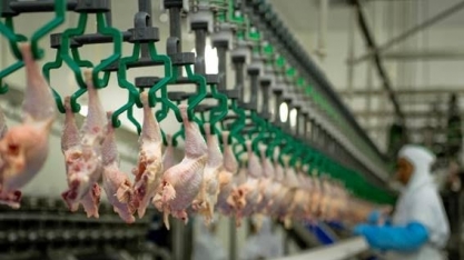 Gripe aviária: um novo problema no Brasil, já com respostas nos EUA