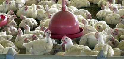 Frango: Análise Conjuntural Agromensal Abril/2023 Cepea/Esalq/USP