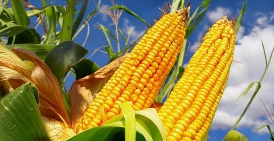 Após longo período de alta, preços têm forte queda no campo 