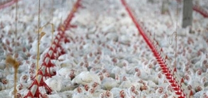 Frango: Embarques do Brasil respondem por 1/3 do volume exportado no mundo