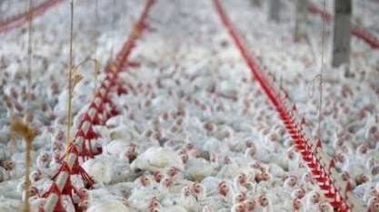 Frango: Embarques do Brasil respondem por 1/3 do volume exportado no mundo