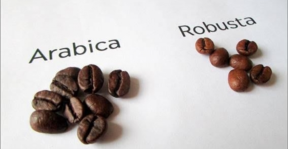 El Niño representa risco maior para café robusta, menor para o arábica 