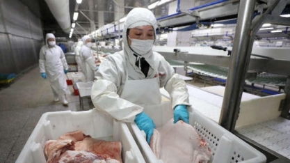 Carne suína: Exportação cresce 16,6% em abril ante abril/22 