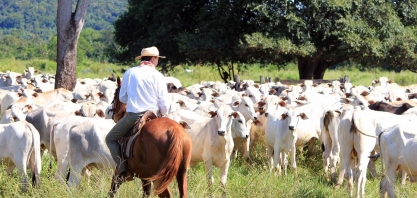 Boi: Análise Conjuntural Agromensal Abril/2023 Cepea/Esalq/USP