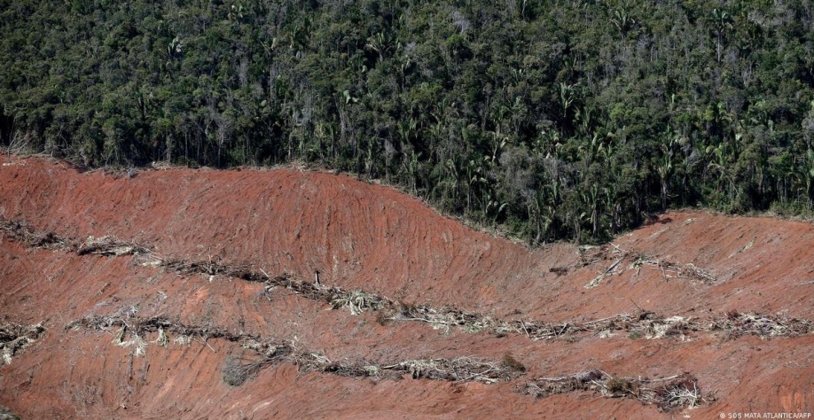 Mata Atlântica perdeu 28 mil campos de futebol em um ano