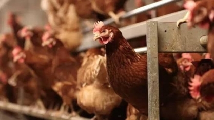 Brasil confirma mais 2 casos de gripe aviária, e número sobe para 5