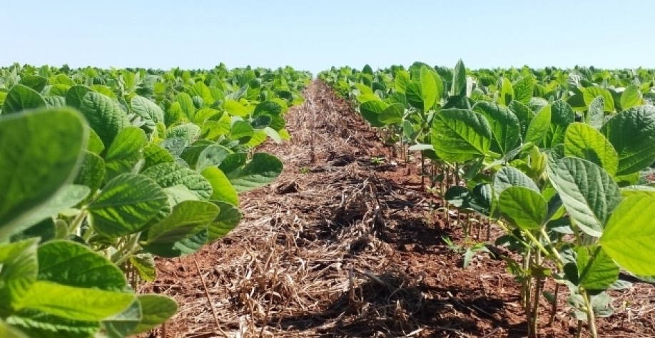 Soja: Análise Conjuntural Agromensal Abril/2023 Cepea/Esalq/USP