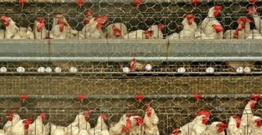 Detecção de gripe aviária em animais silvestres não deve alterar comércio internacional do Brasil na área, Foto  Vivi Zanatta AE