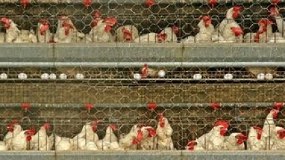 Governo confirma 2 casos de gripe aviária em animais silvestres no ES