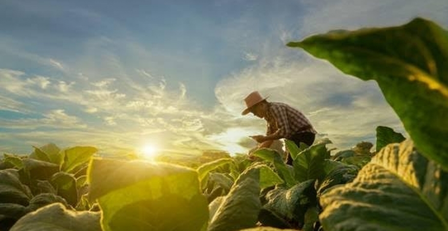 Plano Safra vira novo embate entre bancada do agronegócio e governo Lula