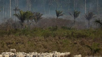 Como lei antidesmatamento da UE pode afetar o Brasil