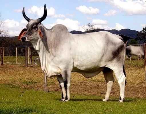 Avião transporta touros brasileiros para a África