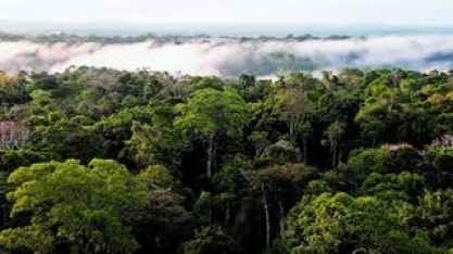  Amazônia em pé vale 7 vezes mais do que lucro de exploração