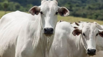 Preço do boi cai e bezerro ‘despenca’ no mês de maio, aponta Cepea