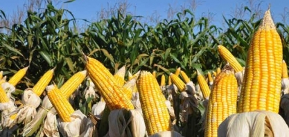 Milho: Análise Conjuntural Agromensal Abril/2023 Cepea/Esalq/USP