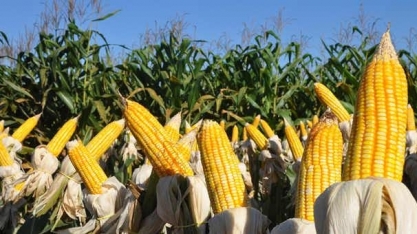 Milho: Análise Conjuntural Agromensal Abril/2023 Cepea/Esalq/USP