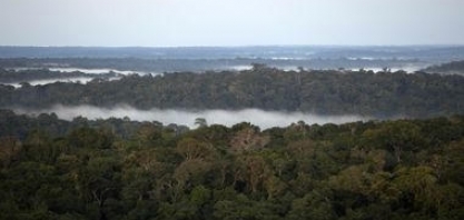 BB vai permitir compra de imóveis rurais em leilão com créditos de carbono