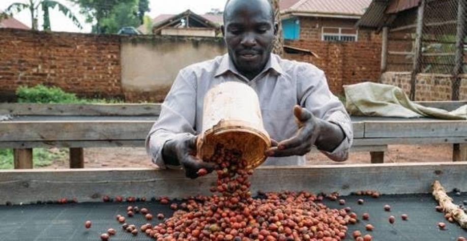 Golooba John espalha café Liberica para secar em Zirobwe, Uganda; a espécie é mais resistente às mudanças climáticas que as variedades Arábica e robusta, as mais conhecidas – Foto Khadija Farah/NYT