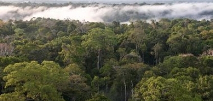 ‘O Brasil perderá mercados se não cuidar dos biomas’, alerta ambientalista